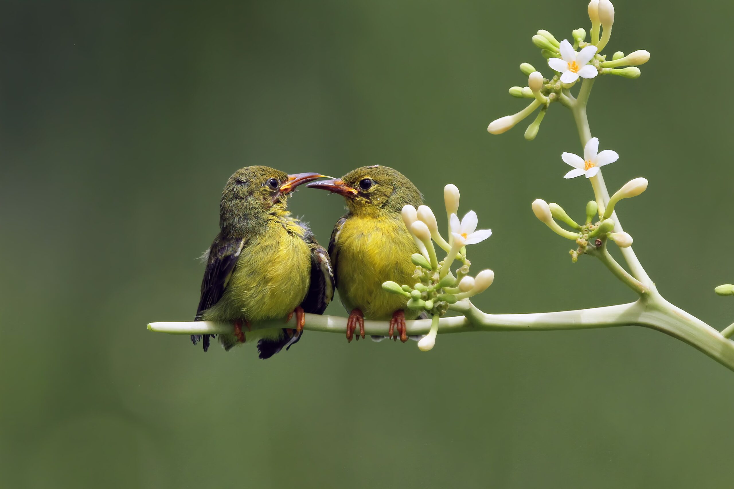 L'origine de la Saint-Valentin : une histoire d’amour et d’oiseaux